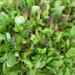 Vegetable Lettuce 'Salad Bowl Mix'