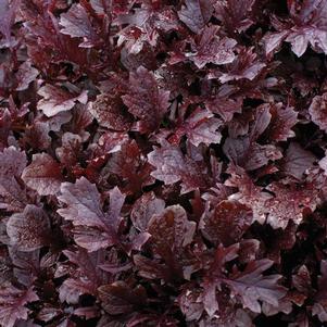 Vegetable Mustard Green 'Miz America'