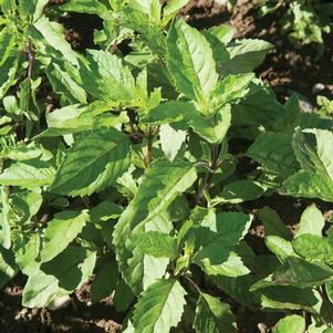 Herb Basil Ocimum tenuiflorum 'Holy'