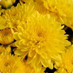 Chrysanthemum Dawn 'Yellow'