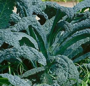 Ornamental Kale Brassica oleracea Dinosaur 'Lacinato'