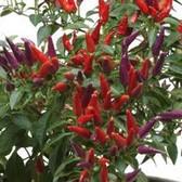 Ornamental Pepper Capsicum annuum Sangria 'Sangria Mix'