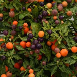 Ornamental Pepper Capsicum annuum Hot Pops 'Hot Pops Purple'