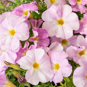 Petchoa Supercal Premium 'Pink Mist'