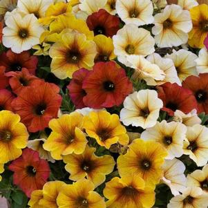 Petchoa Supercal Premium 'Bonfire Mix'