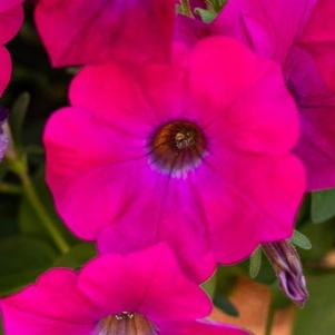 Petchoa Supercal Premium 'Blue Eyed Rose'