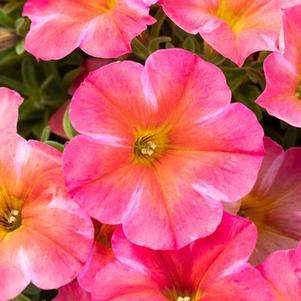 Petchoa Supercal Premium 'Coral Star'
