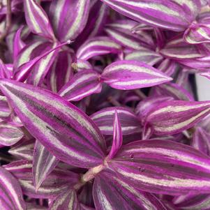Wandering Jew Tradescantia zebrina 'Pink Paradise'