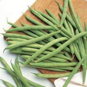 Vegetable Green Beans 'Blue Lake Bush'