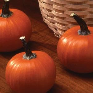 Vegetable Pumpkin 'We Bee Little'