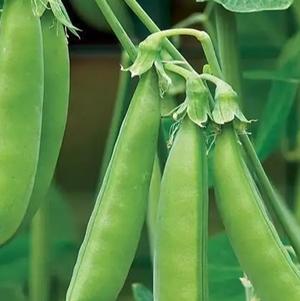 Vegetable Pea 'Sugar Snap'