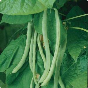 Vegetable Green Beans 'Kentucky Wonder'