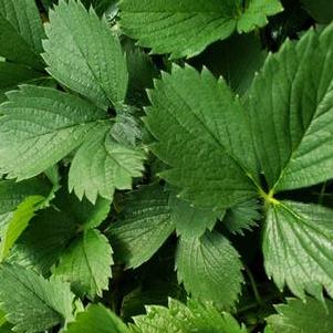 Vegetable Strawberries 'Eversweet'