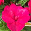 Impatiens hybrida hort Sunpatiens Compact 'Royal Magenta'
